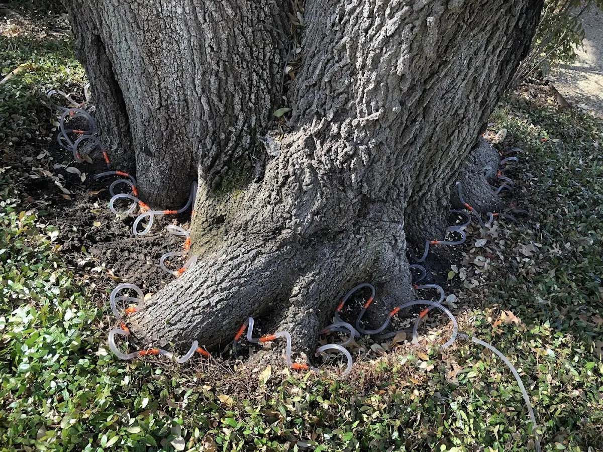 Detailed Tree Cabling and Bracing job site in Schuylerville
