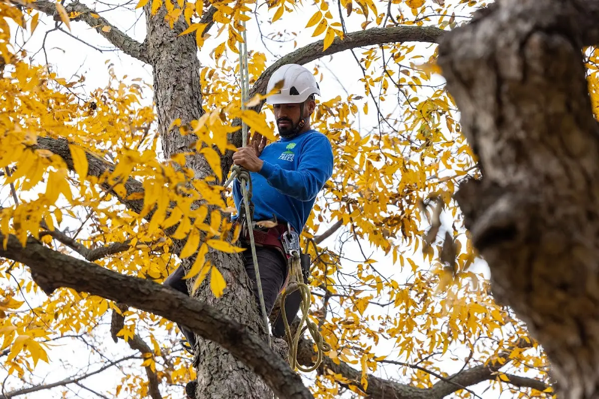 Skilled Tree Pruning crew working in Schuylerville